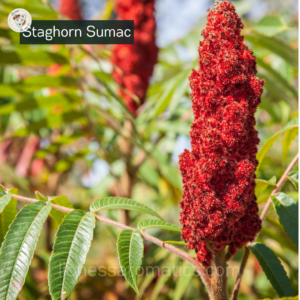 Staghorn Sumac Extract, Wildcrafted