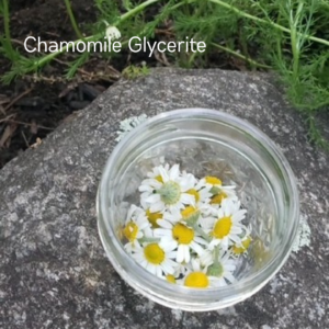 Chamomile Glycerite