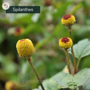 Spilanthes Extract, Organic
